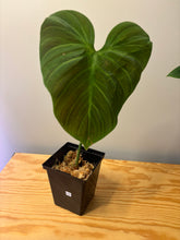 Load image into Gallery viewer, 175. Philodendron El Choco Red