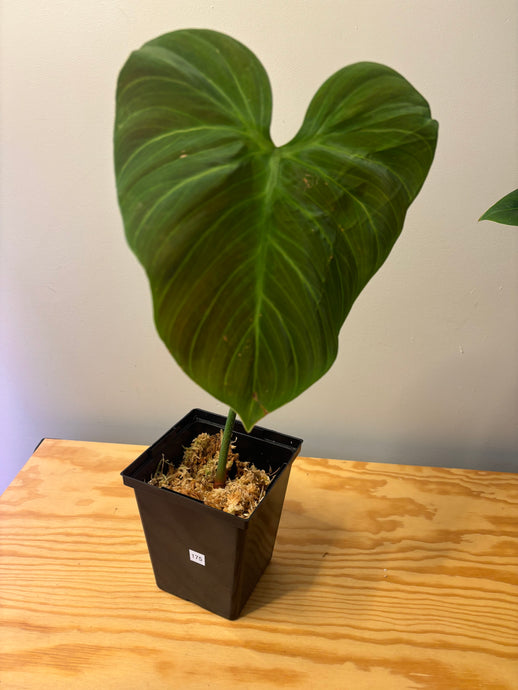 175. Philodendron El Choco Red