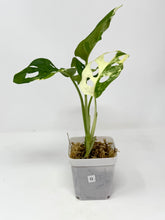 Load image into Gallery viewer, Monstera Adansonii Variegated G