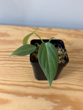 Load image into Gallery viewer, 144. Philodendron Glorious
