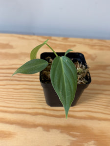 144. Philodendron Glorious