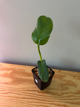 Load image into Gallery viewer, 235. Philodendron Bipennifolium Variegated (reverted)