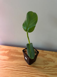 235. Philodendron Bipennifolium Variegated (reverted)