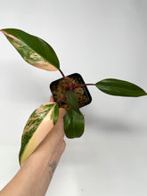 Load image into Gallery viewer, Philodendron Strawberry Shake