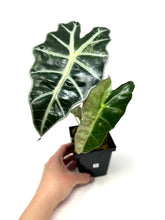 Load image into Gallery viewer, Alocasia Amazonica Variegated A