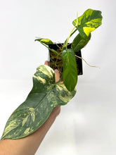 Load image into Gallery viewer, Philodendron Bipennifolium Violin Variegated F