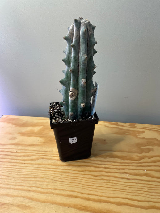 77. Stenocereus Beneckei