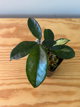 Load image into Gallery viewer, 316. Hoya Carnosa Krimson Princess
