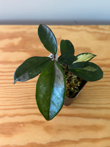 316. Hoya Carnosa Krimson Princess