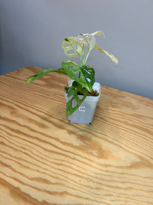 123. Monstera Adansonii Variegated