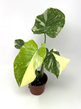 Load image into Gallery viewer, Monstera &#39;Thai Constellation&#39; (high variegation, 4.5”)