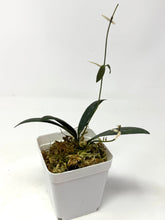 Load image into Gallery viewer, Hoya Dragon Wing (GPS7240 Hybrid)