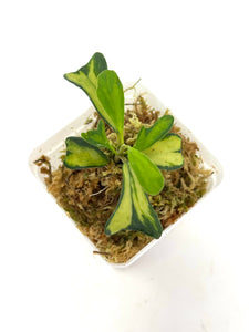 Hoya Manipurensis Variegated G