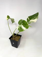 Load image into Gallery viewer, Monstera Deliciosa Albo Variegated K