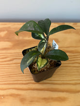 Load image into Gallery viewer, 316. Hoya Carnosa Krimson Princess