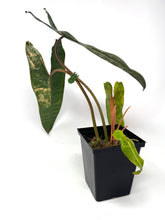 Load image into Gallery viewer, Philodendron Billietiae Variegated D