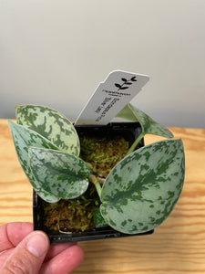 161. Scindapsus Silver Lady