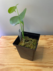 64. Monstera Deliciosa Albo Variegated (low variegation))