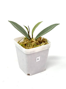 Hoya Wilbur Graves Silver A