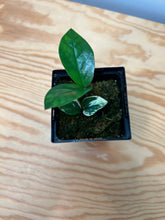 Load image into Gallery viewer, 128. Zamioculcas Zamiifolia ‘ZZ’ Variegated