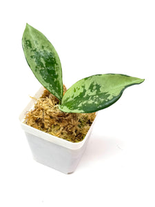 Hoya AH-074