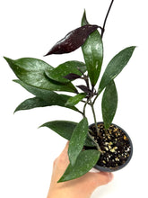 Load image into Gallery viewer, Hoya Pubicalyx