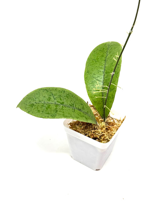 Hoya Forbesii Silver