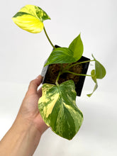 Load image into Gallery viewer, Homalomena Rubescens Variegated A