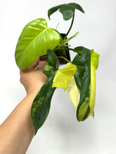 Load image into Gallery viewer, Philodendron Bipennifolium Violin Variegated H