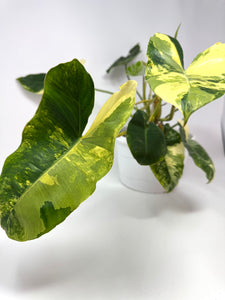 Philodendron Burle Marx Variegated (large)