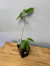 Load image into Gallery viewer, 101. Hoya Cystiantha