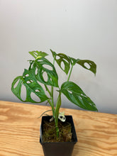 Load image into Gallery viewer, 121. Monstera Adansonii Variegated