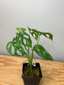 121. Monstera Adansonii Variegated