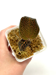 Anoectochilus Roxburghii 'Rose Gold' (Jewel Orchid) - Ships within Canada only