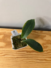 Load image into Gallery viewer, 69.  Hoya Vorapol
