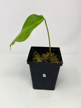 Load image into Gallery viewer, Monstera Deliciosa Aurea Variegated A