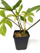 Load image into Gallery viewer, Philodendron Florida Beauty B