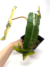 Load image into Gallery viewer, Philodendron Billietiae Variegated B