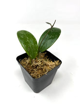 Load image into Gallery viewer, Hoya Erythrostemma ‘Shocking Pink’