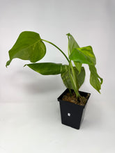 Load image into Gallery viewer, Monstera Deliciosa Aurea Variegated D