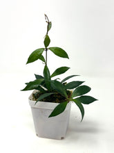 Load image into Gallery viewer, Hoya Bakoensis