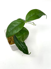 Load image into Gallery viewer, Hoya Campanulata