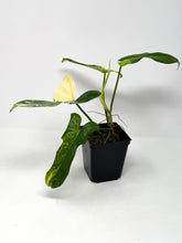 Load image into Gallery viewer, Philodendron Bipennifolium Violin Variegated D
