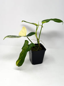 Philodendron Bipennifolium Violin Variegated D