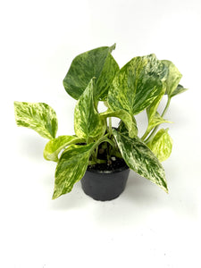 Epipremnum Aureum “Marble Queen”