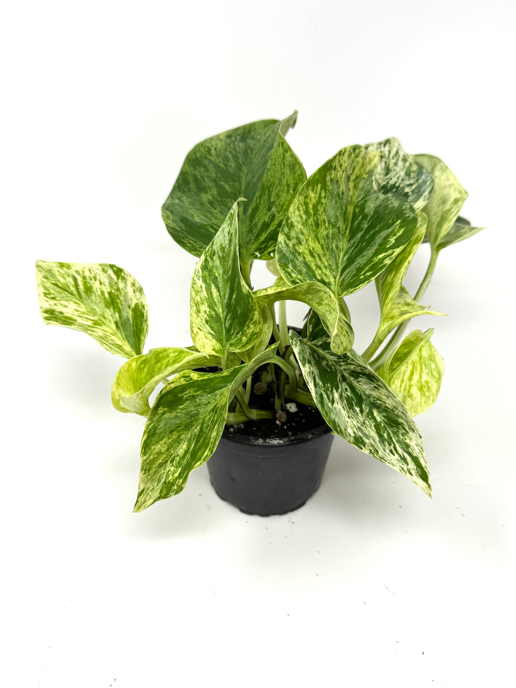 Epipremnum Aureum “Marble Queen”