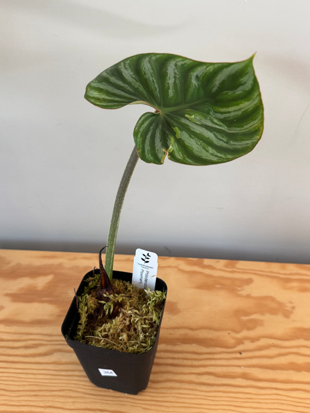 264. Philodendron Plowmanii