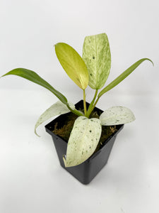 Philodendron Whipple Way B