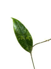 Load image into Gallery viewer, Hoya Lambii Silver B