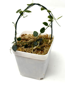 Hoya Pulleana (IM02)